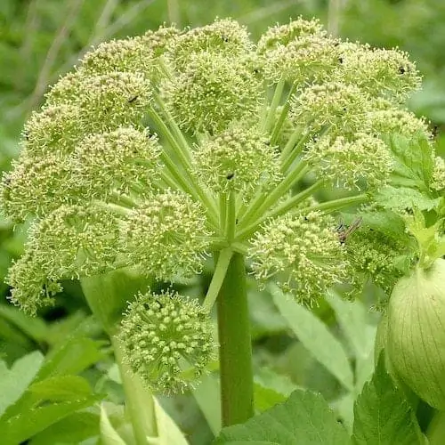 Wildcrafted Angelica Root Essential Oil