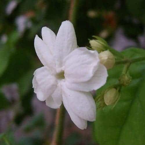 Organic Jasmine Essential Oil - Enfleurage (Organic)