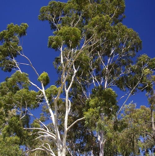 Eucalyptus Citriodora Essential Oil