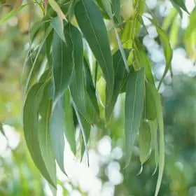 Eucalyptus tree leaves Eucalyptus Essential Oil