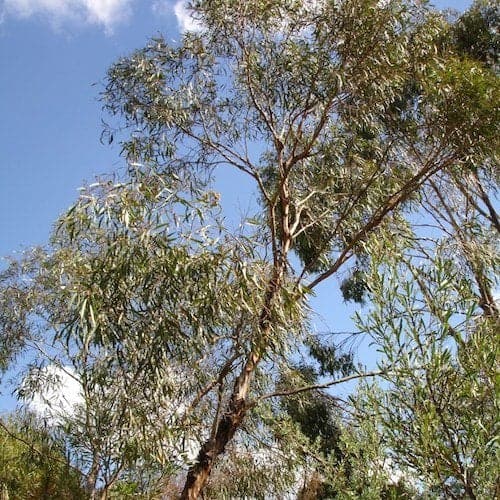 Eucalyptus Blue Mallee Essential Oil