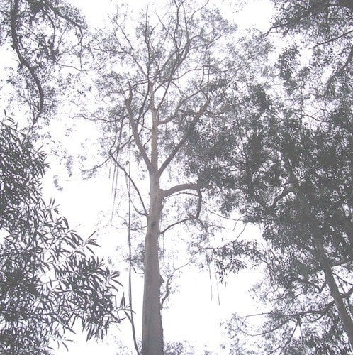 Eucalyptus Smithii Essential Oil