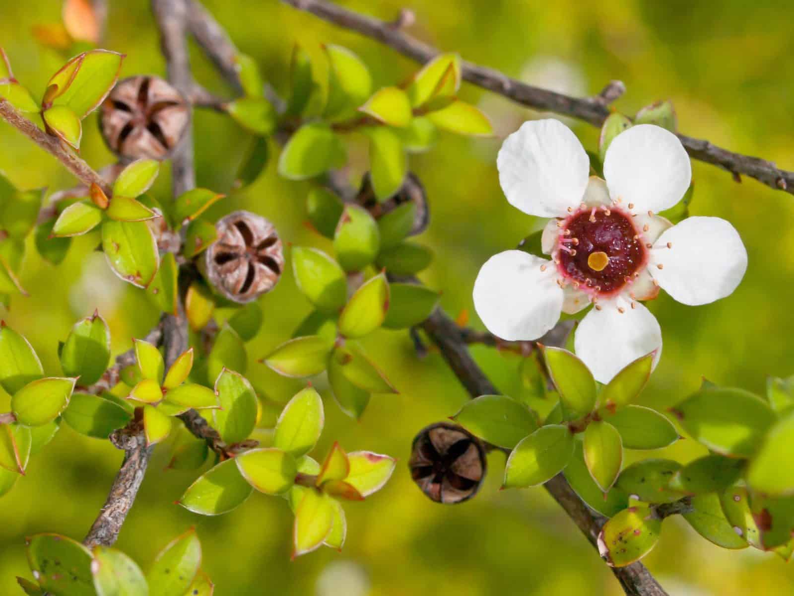 Manuka Essential Oil - Wildcrafted from New Zealand