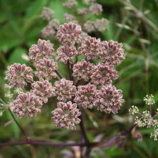 Wildcrafted Angelica Seed Essential Oil