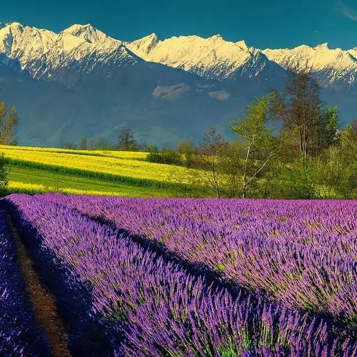 Lavender High Alpine