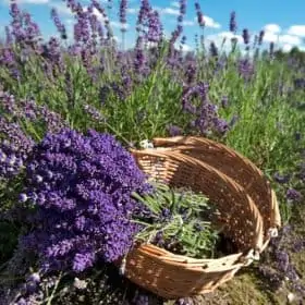 Lavender 40/42 Essential Oil, French - Artisan Aromatics