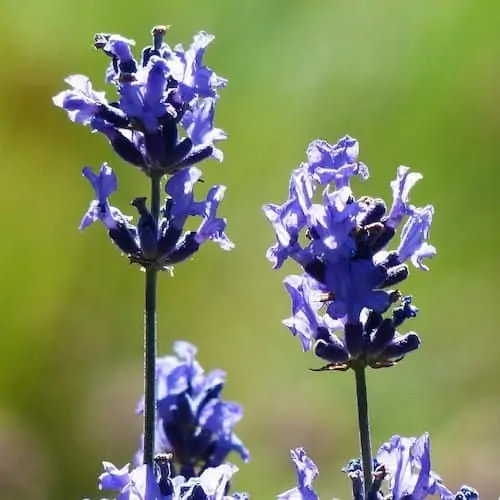 Lavender Provence Essential Oil, Organic