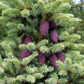Spruce Essential Oil Black - Wildcrafted