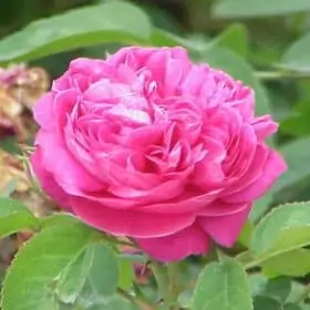 Rose Hydrosol | Rose Water | Rose Flower Water