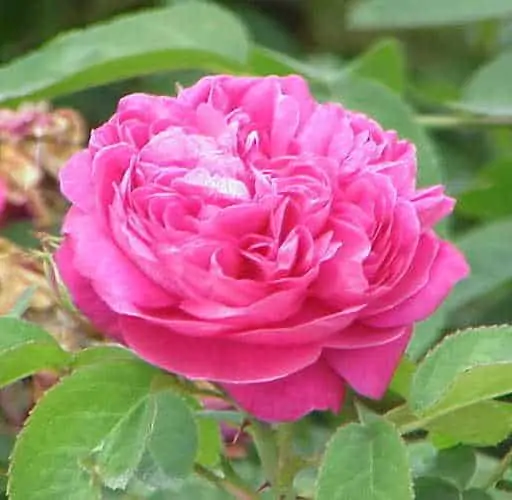 Rose Hydrosol | Rose Water | Rose Flower Water