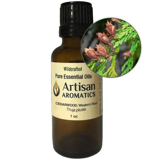 Artisan Aromatics Western Red Cedar Essential Oil