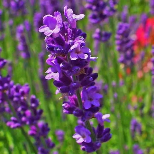Lavender Essential Oil | Lavender Population Lavandula angustifolia