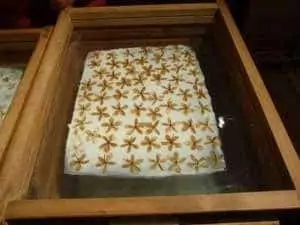 Enfleurage tray with tuberose flowers