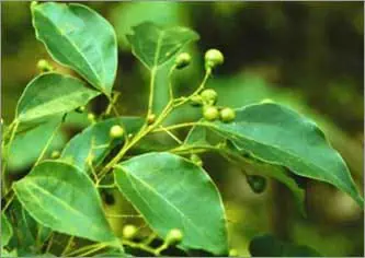 Ravintsara Leaf