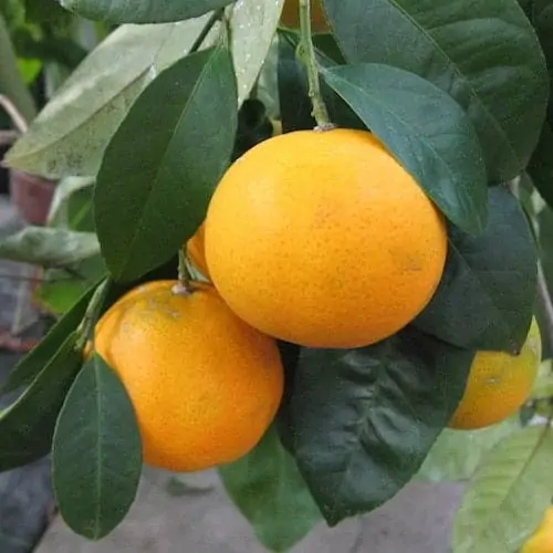 Mandarin Essential Oil (Yellow) - Artisan Aromatics