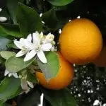 Orange Essential Oil - Sweet (Organic)