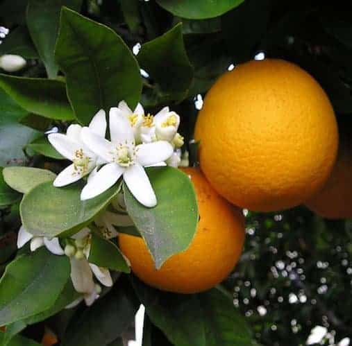 Orange Essential Oil - Sweet (Organic)