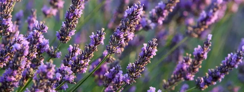 French Lavender | True Lavender