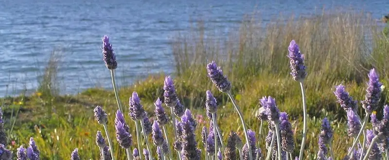 Nosey Lavender Blend - Artisan Aromatics