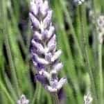 Lavender Latifolia - Artisan Choice