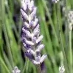 Lavender Latifolia - Artisan Choice