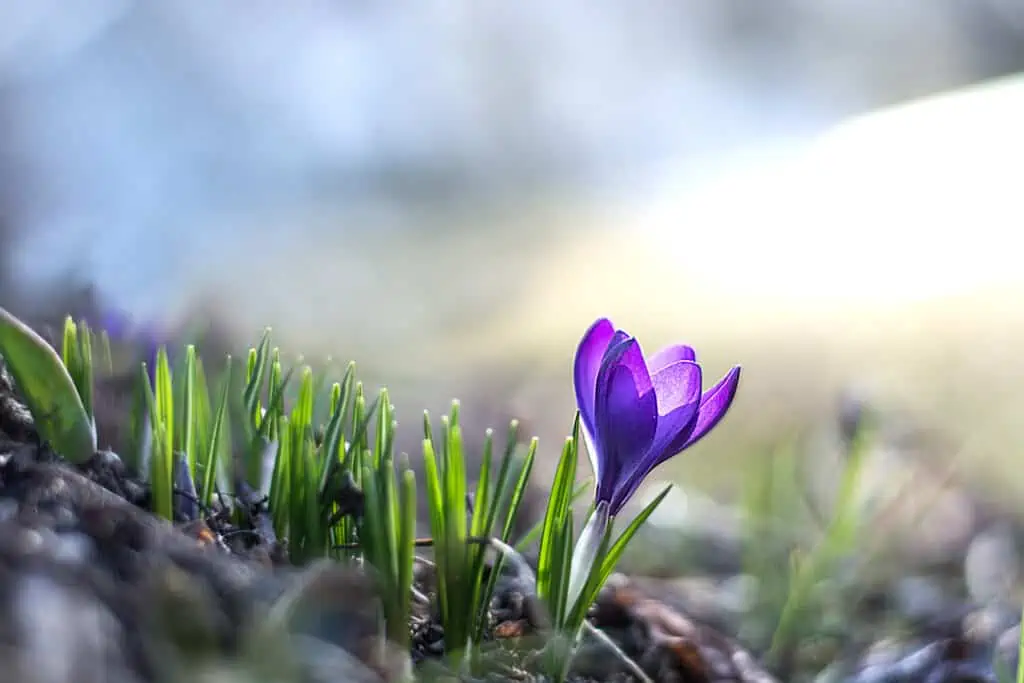 Spring purple crocus flower