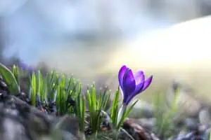 Spring purple crocus flower