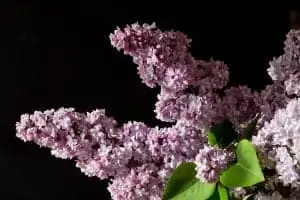 Lilac Enfleurage Limited Edition Artisan Aromatics