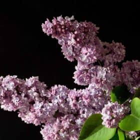 Organic Lilac Enfleurage Oil
