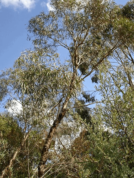 Eucalyptus Polybractea Essential Oil Artisan Aromatics