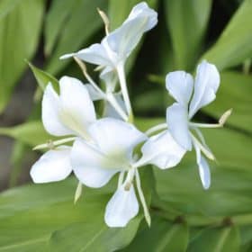 Ginger Lily Essential Oil from Artisan Aromatics