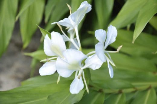 Ginger Lily Essential Oil from Artisan Aromatics