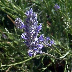 Spike Lavender-Lavandula_latifolia