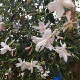 Jasmine Blooms for Enfleurage