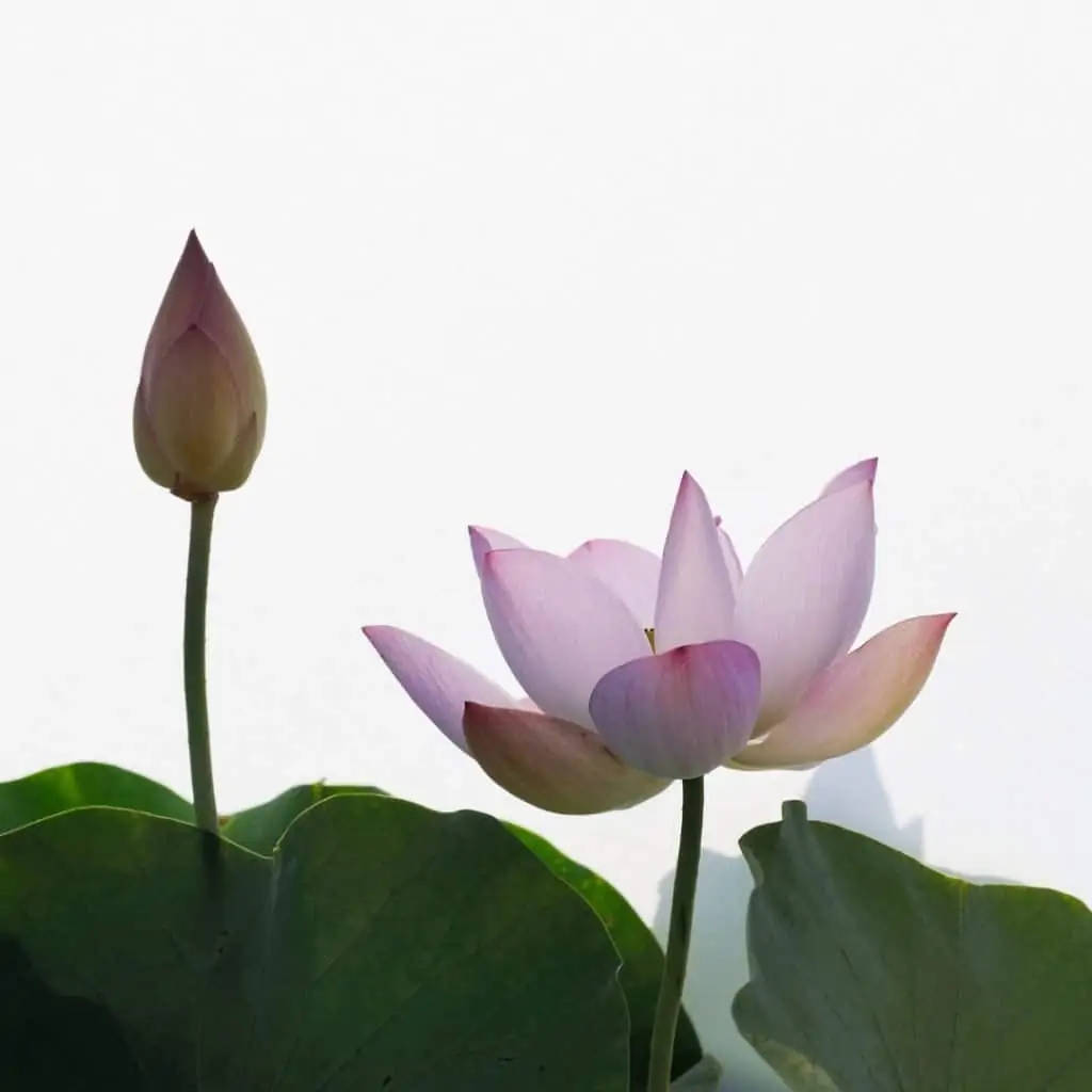 Divine Vibrations with Pink Lotus Absolute