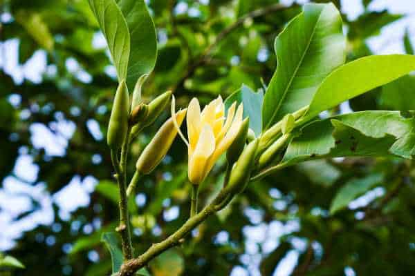 Magnolia Bloom Essential Oil Perfume 10ml Floral and Citrus