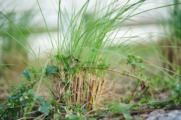 Vetiver Grass